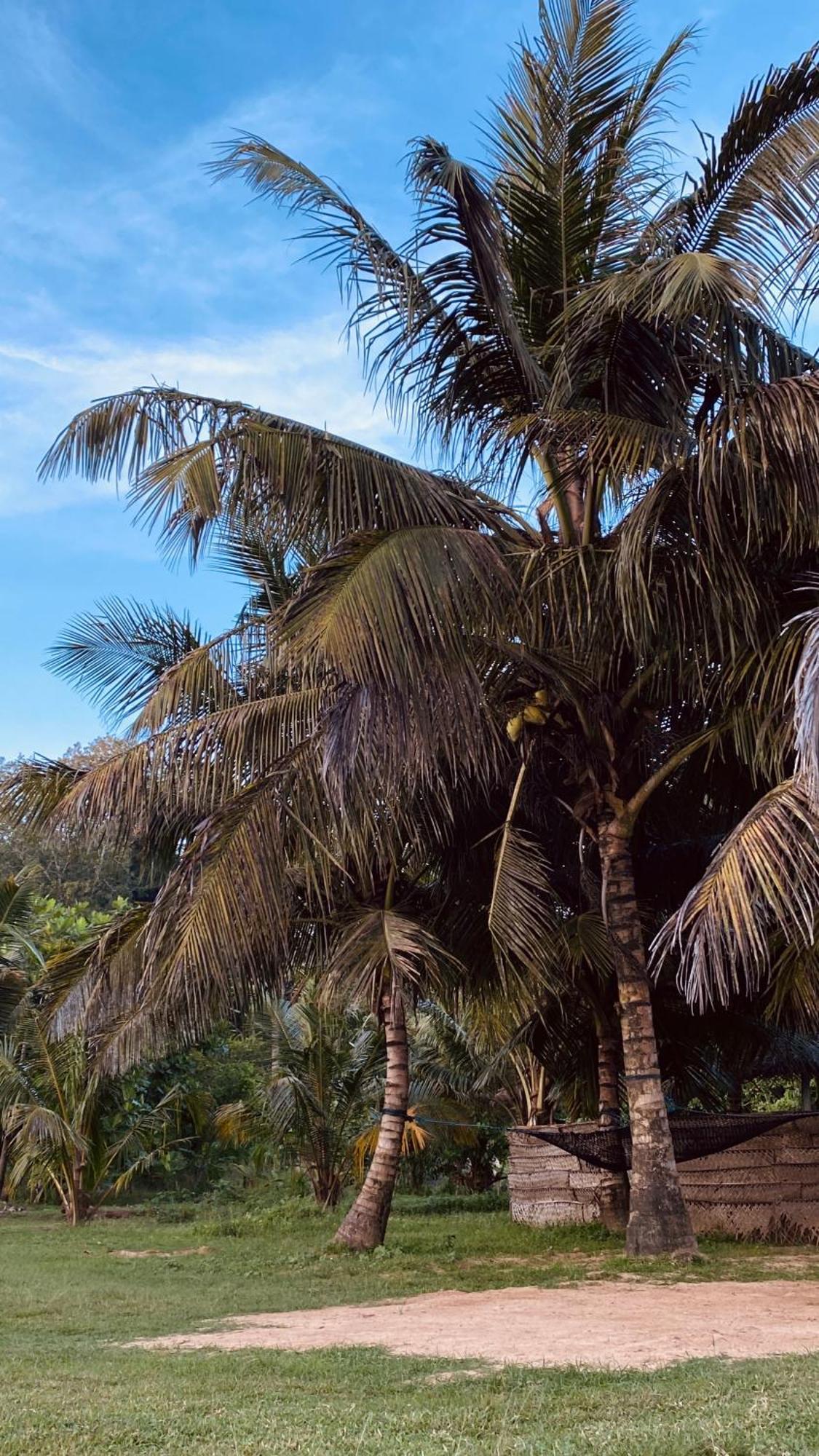 Calma - Surf, Yoga & Coffee On A Private Beach Dickwella Exterior photo